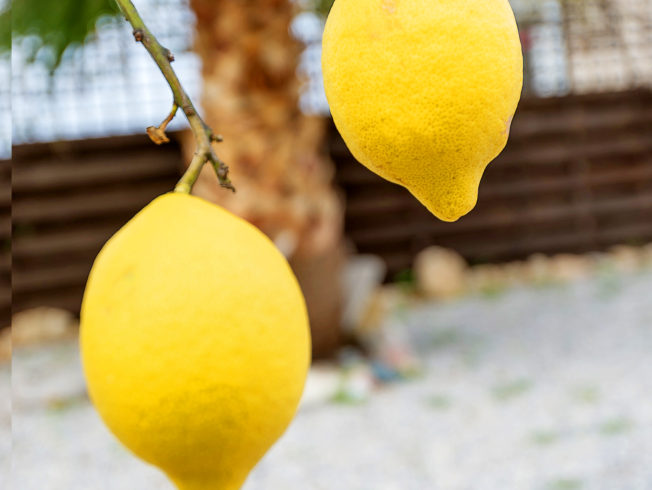 citron_norra_cypern_magasinet_citrus