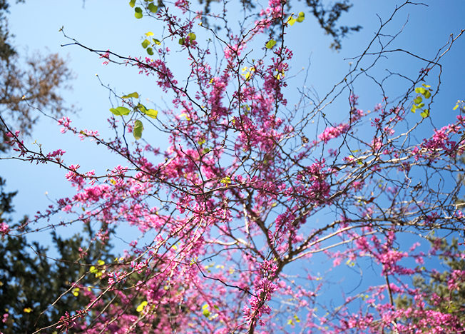 blomstrande_tree_norra_cypern_magasinet