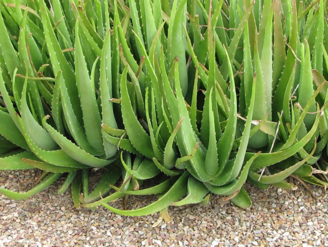 Aloe_vera_planta_norra_cypern