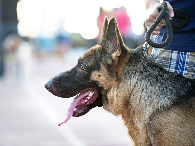 2nd Kyrenia national dog show