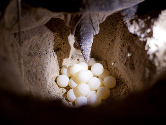 Green turtle laying eggs on the beach at night.