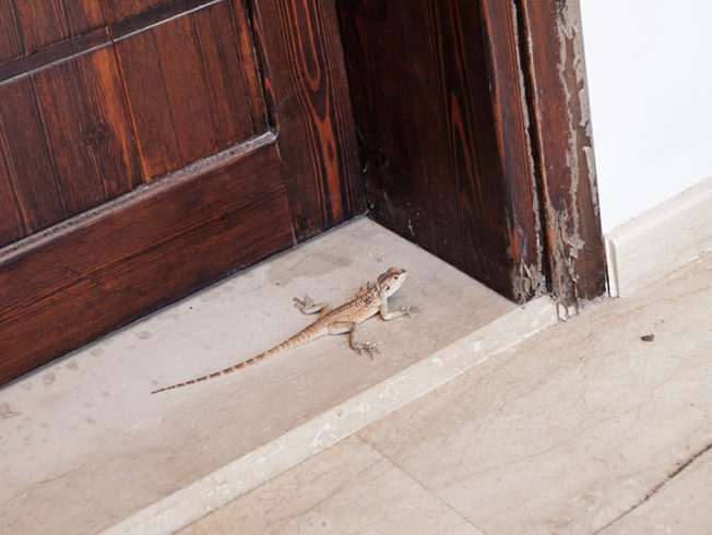 Lizzard sits outside door in North Cyprus