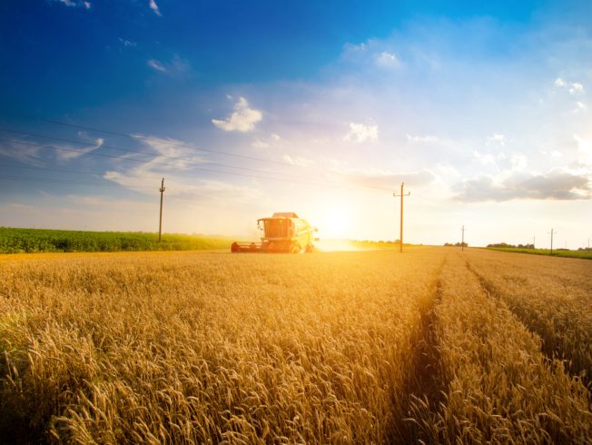 Combine harvester working in the field of wheat