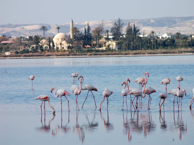 larnaca-birds-flamingoes-north-cyprus