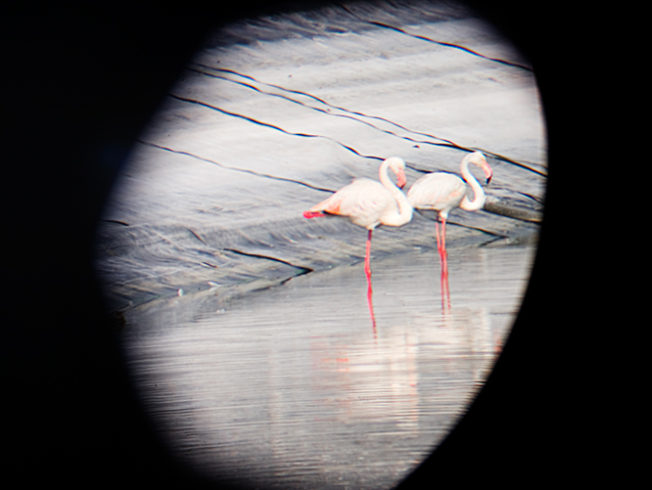 north-cyprus-flamingos-larnaca