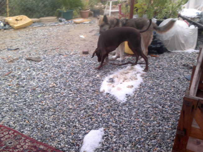 north-cyprus-hail-storm-garden-dogs