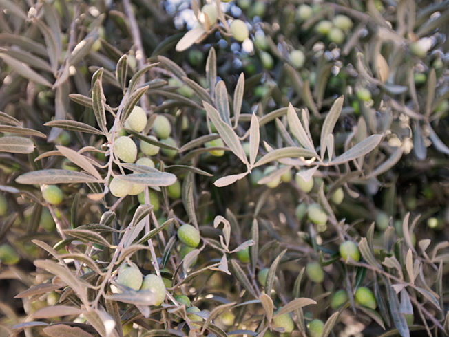 north-cyprus-olive-tree