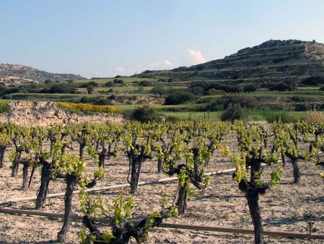 Vineyards-cyprus-wine-mountain