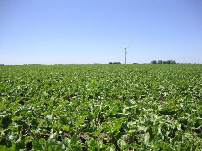 north-cyprus-alternative-crops