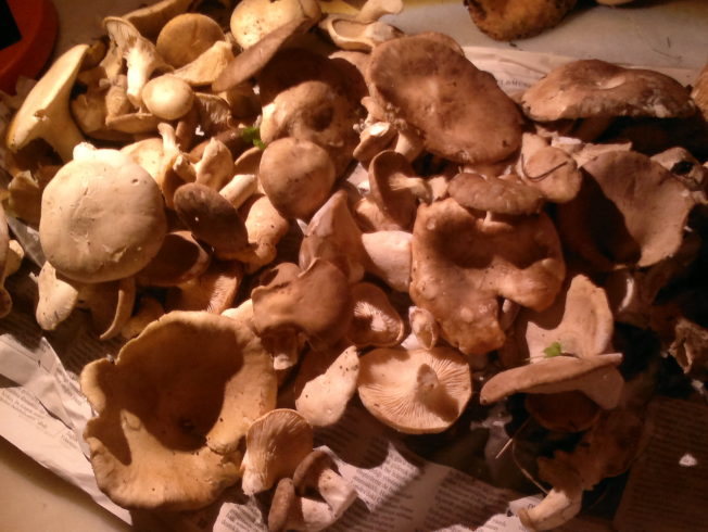 north-cyprus-freshly-picked-wild-mushrooms