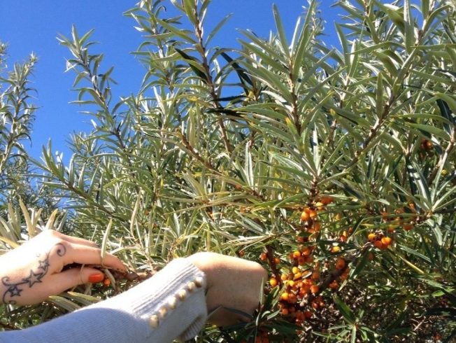 north-cyprus-sea-buckthorn-tree-picking