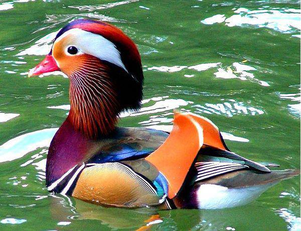 mandarin-duck-north-cyprus