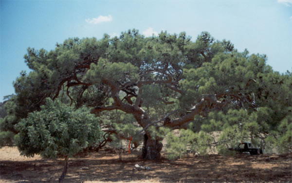 north-cyprus-calabrian-pine-roots-ramblers