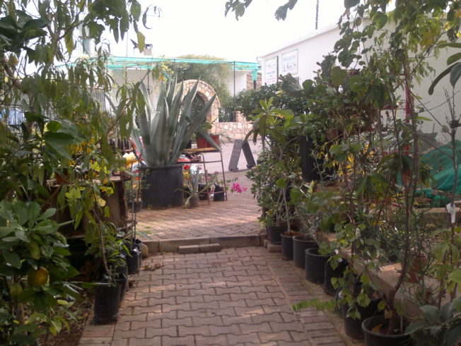 north-cyprus-garden-centre-supporting-cats