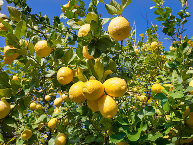 north-cyprus-lemons-on-lemon-tree