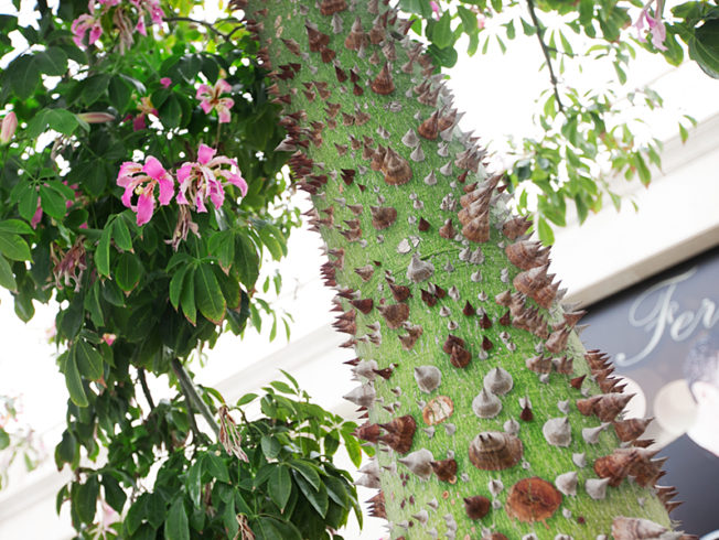 north-cyprus-tree-flowers-spikes