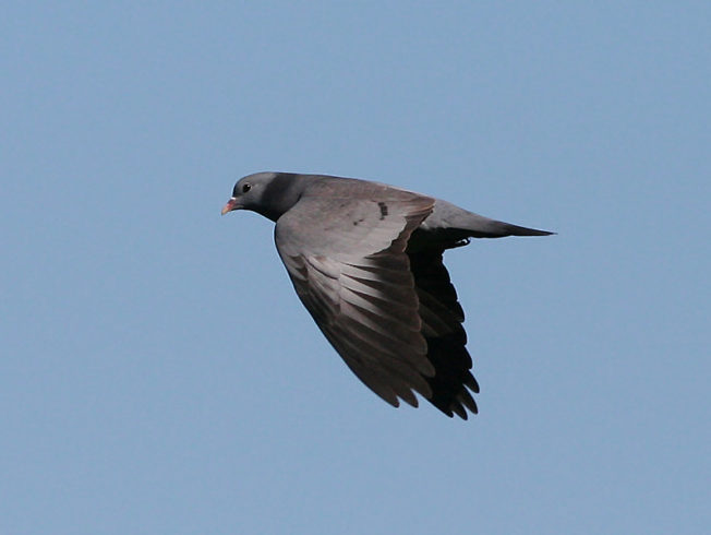 hunting season begins in north cyprus