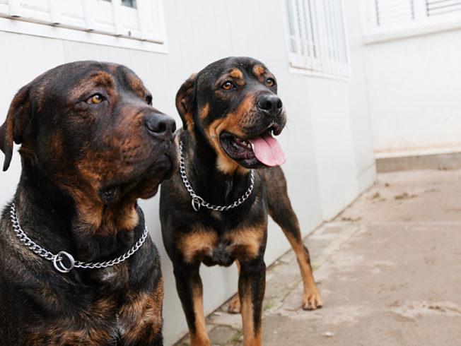 dogs-rottweiler-north-cypern