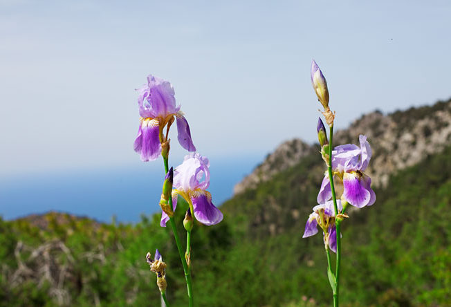 north-cyprus-orchid-walk-3