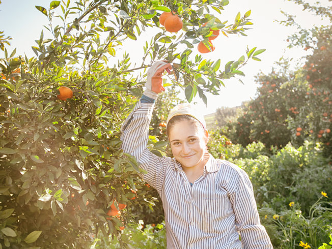 north-cyprus-orange-grove-guzelyurt