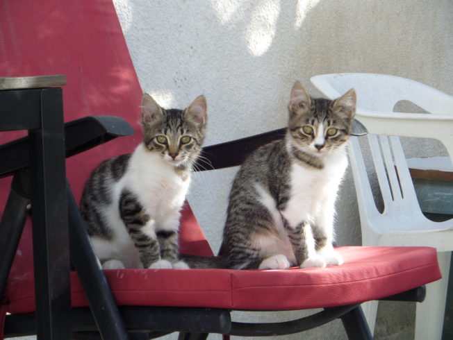 Kittens-red-chair-north-cyprus