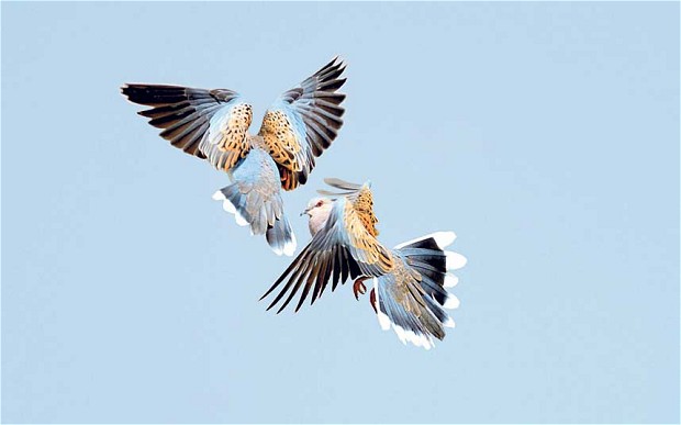 turtle-doves-fighting