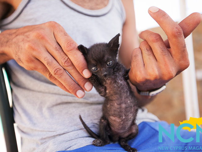 north-cyprus-2015-black-kitten