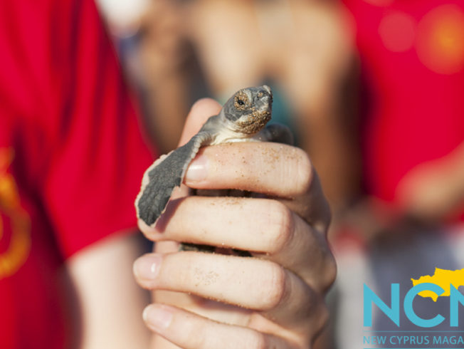 north-cyprus-newly-hatched-baby-turtle-aligadi