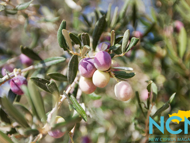 north-cyprus-time-for-olives