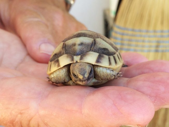 turtle-tortoise-hand