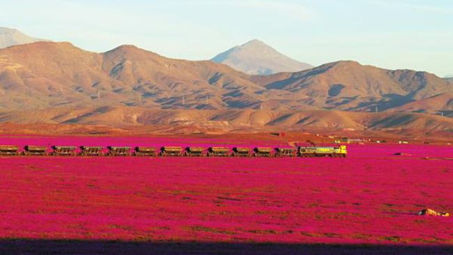 Flourishing-desert-chile-pink-flowers