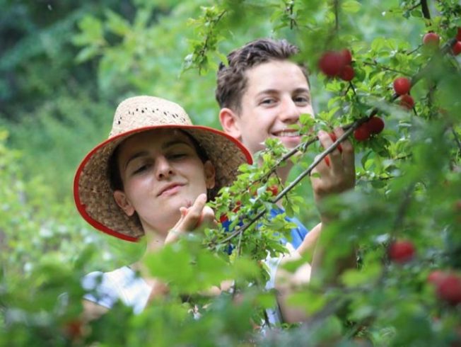 Permablitz-Fun-Day-picking-fruit