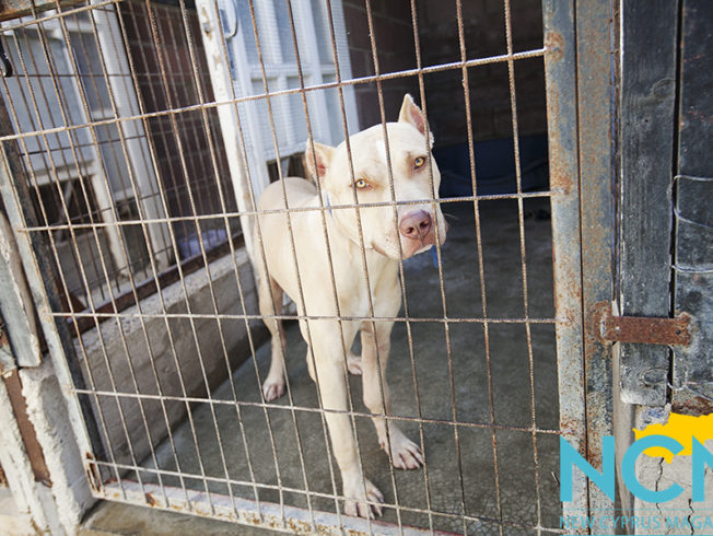 White dog with sad eyes