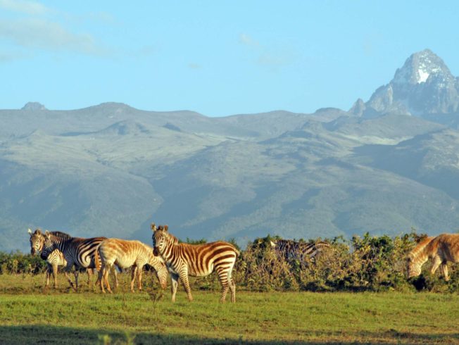 Zebras on a field in Kenya