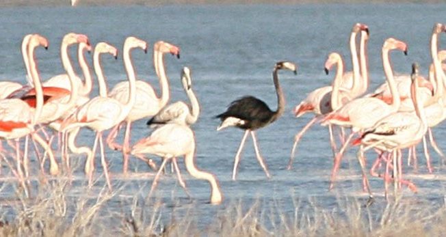 Black flamingo in Larnaca