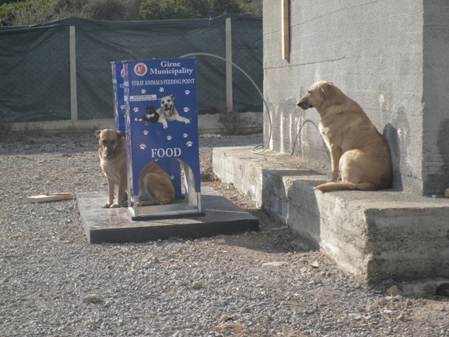 Girne's temporary dog shelter