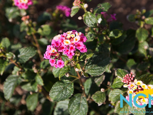 Flowers in North Cyprus