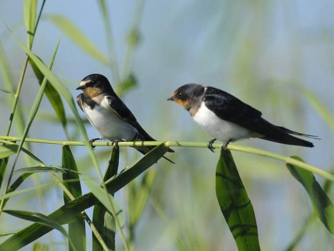 Migratory swallows