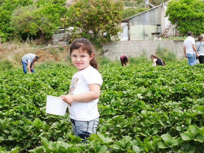 Strawberry festival