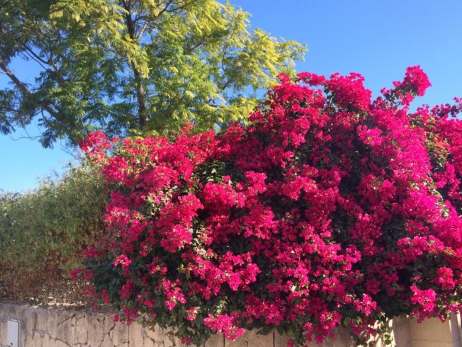 Bougainvillea North Cyprus