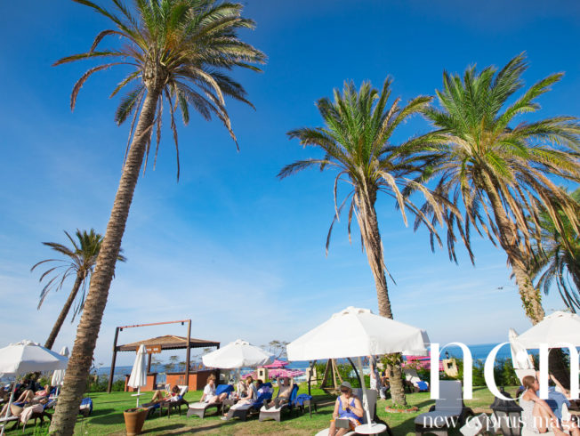 Palmtrees at Merit Park