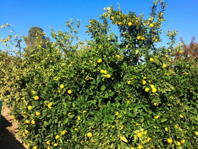 Citrus tree