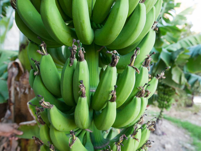 Green bananas