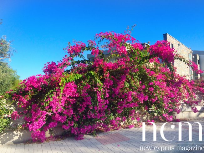 Pink bougainvillea