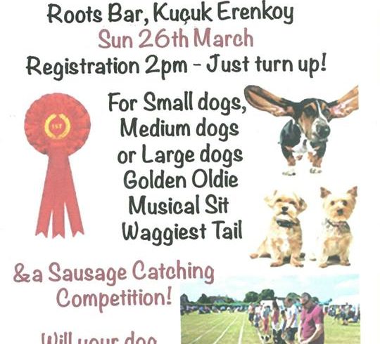 Fun Dog Show in North Cyprus