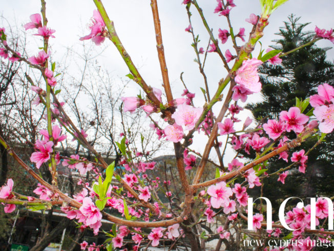 Photos Bellapais pink flower tree