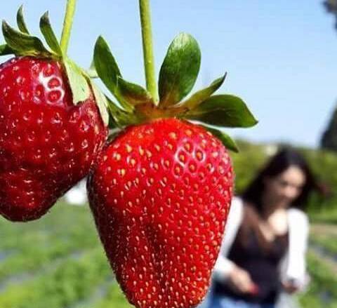 12th Traditional Strawberry Festival