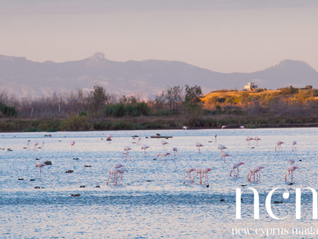 Flamingos in Gülseren Famagusta North Cyprus